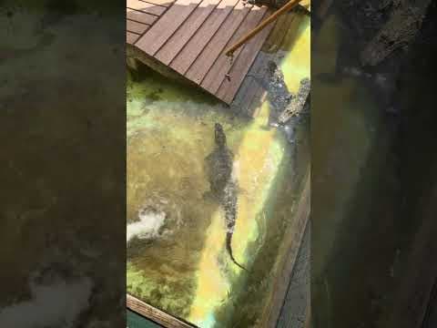 Asia R, Florida